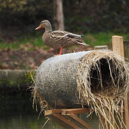 Maison D'Hotes En Pleine Nature Avec Chevaux Soucht Luaran gambar