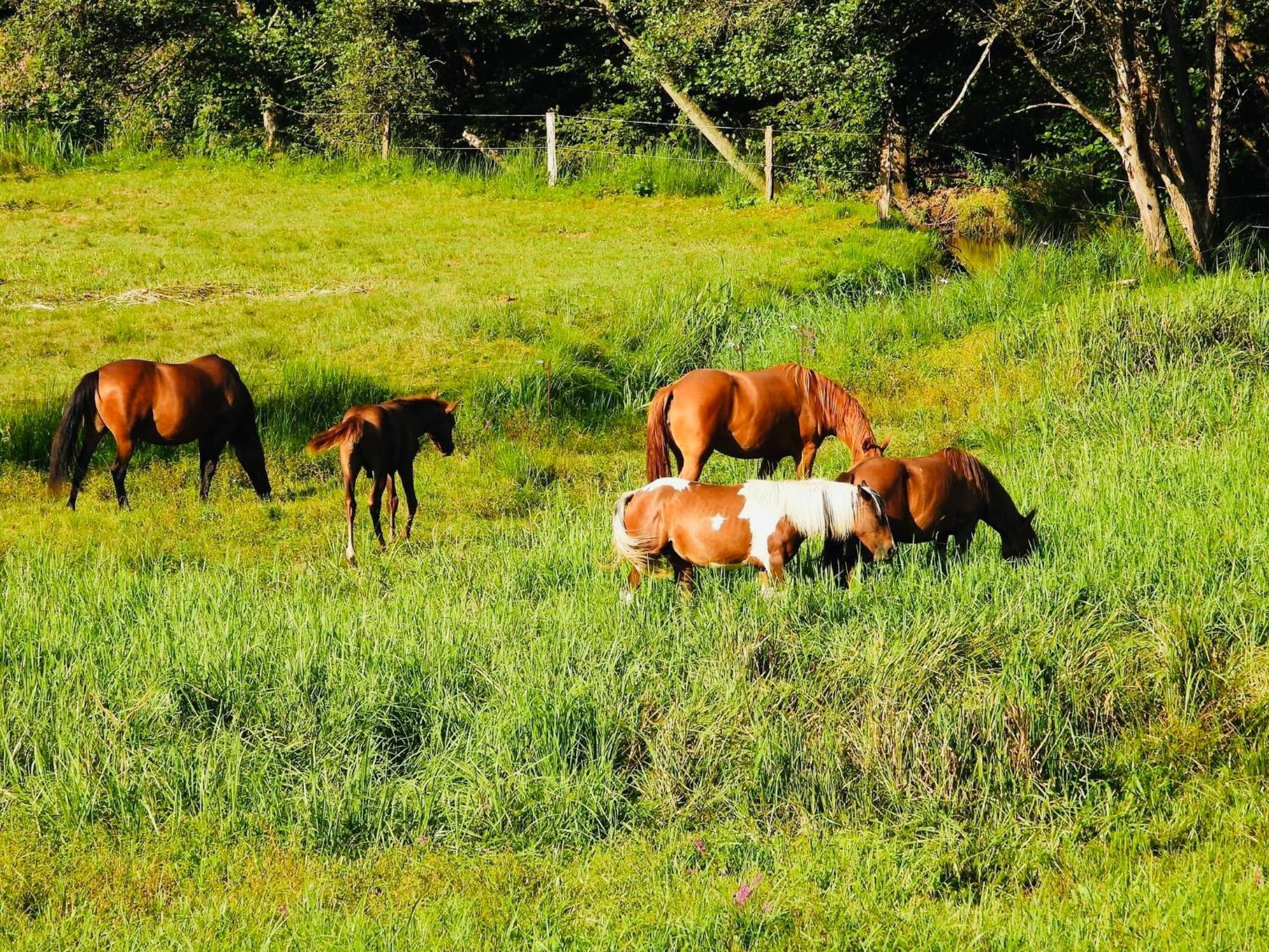 Maison D'Hotes En Pleine Nature Avec Chevaux Soucht Luaran gambar