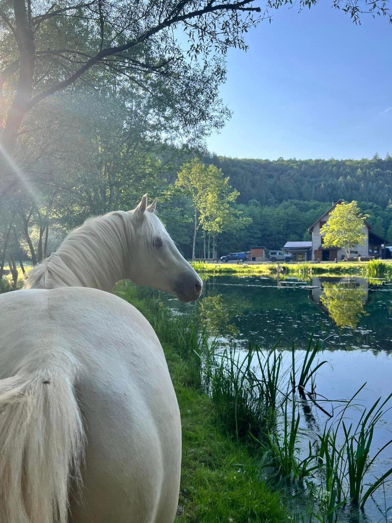 Maison D'Hotes En Pleine Nature Avec Chevaux Soucht Luaran gambar