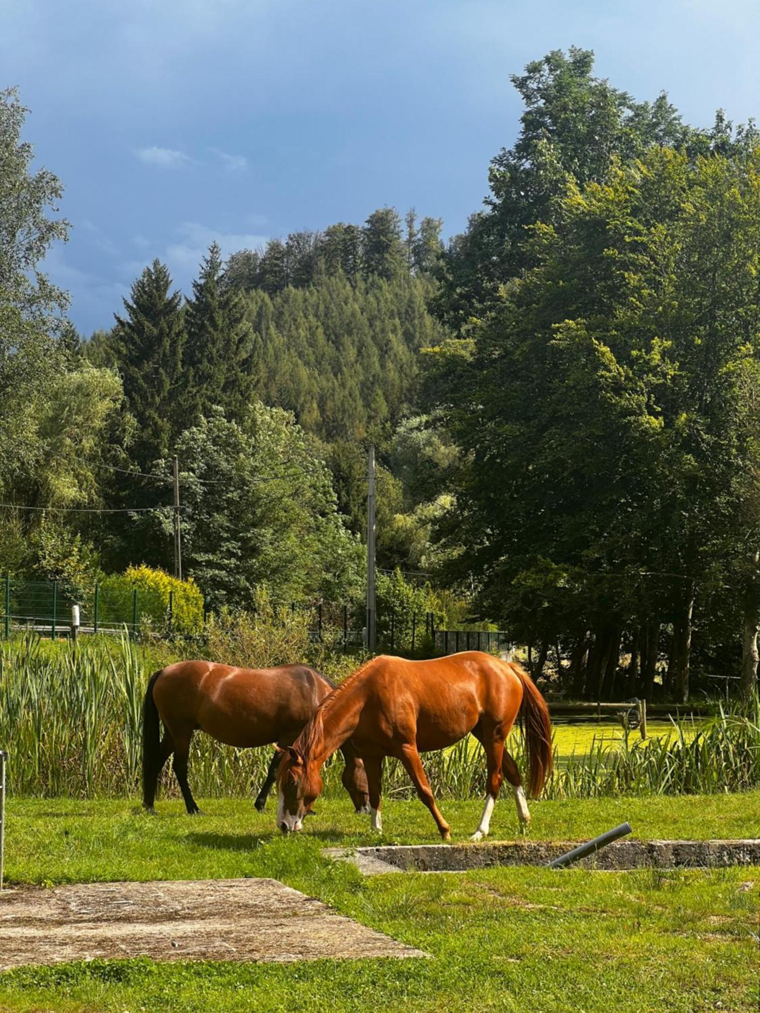 Maison D'Hotes En Pleine Nature Avec Chevaux Soucht Luaran gambar